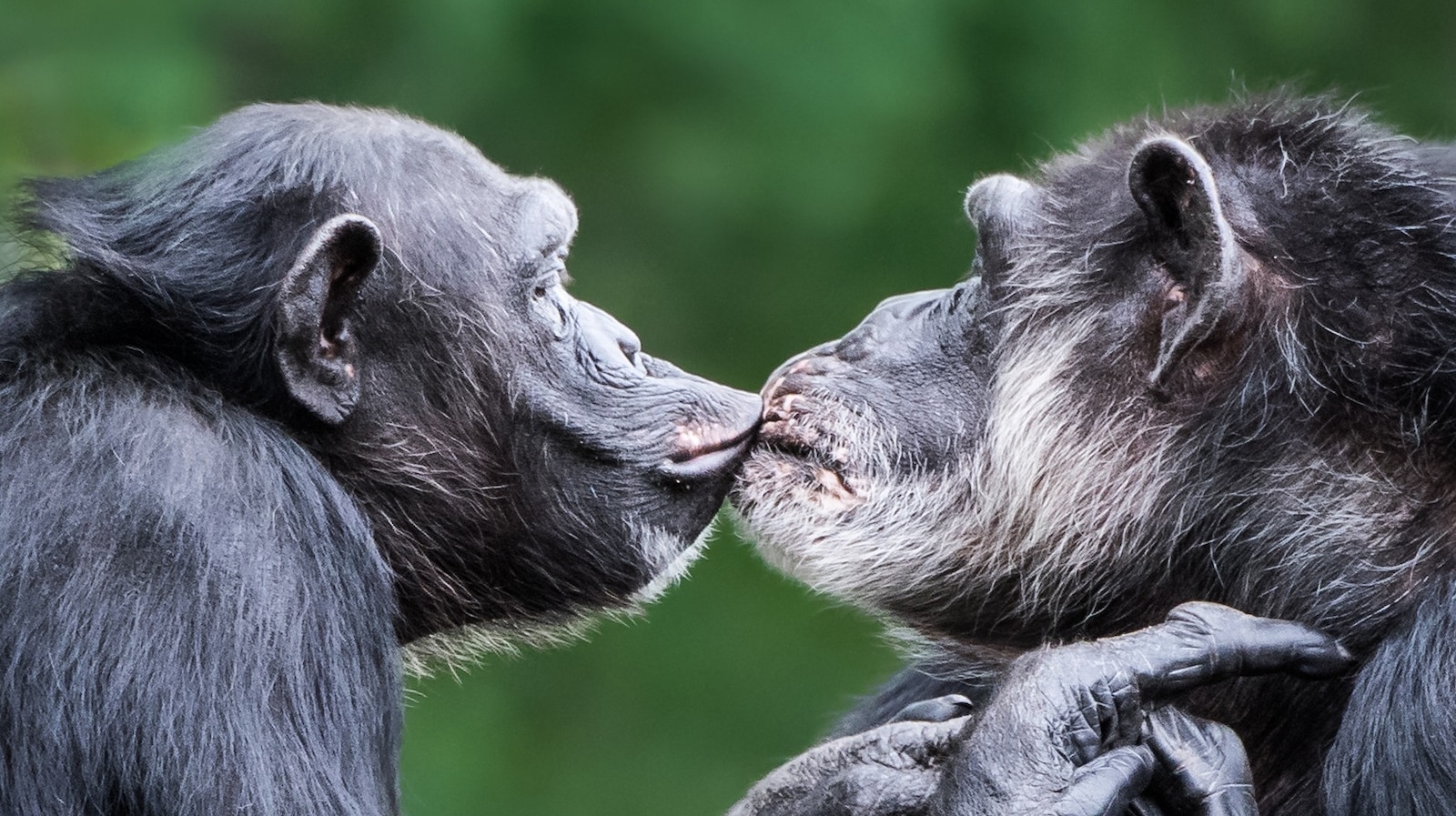 21-million-year-old smooch: The very first kiss occurred before humans, study says