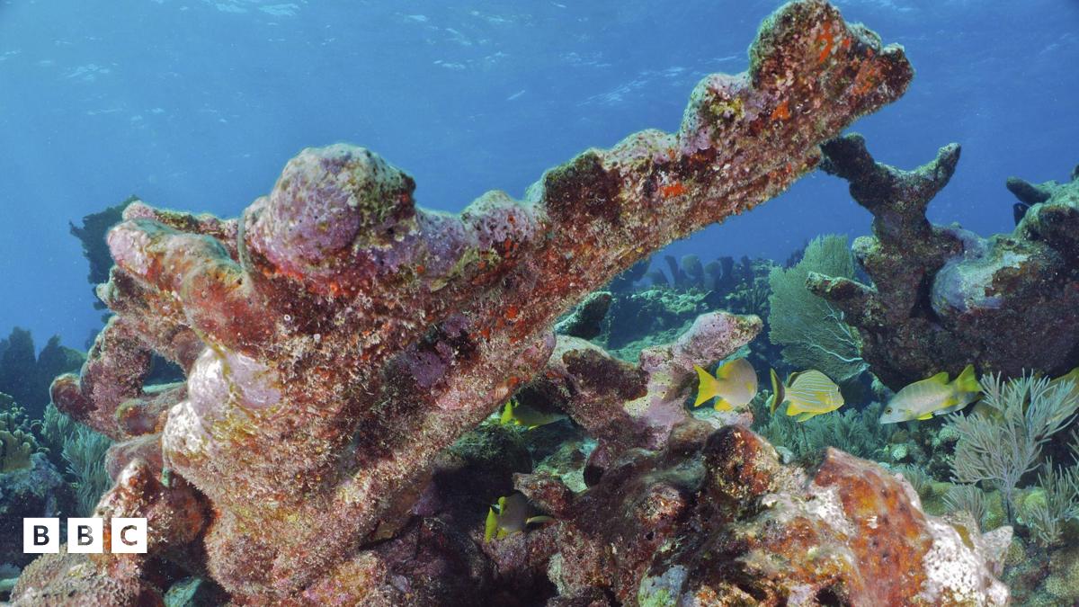 Florida corals 'functionally extinct' by marine heatwave