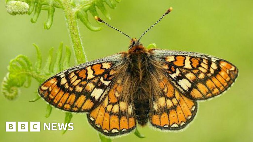 Good weather gives butterfly species a bumper year
