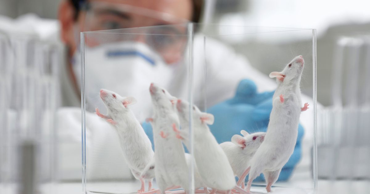 Government vows to phase out animal testing in move backed by campaigners  - The Mirror