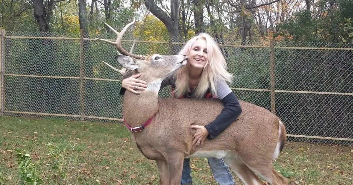 gran mauled to death deer