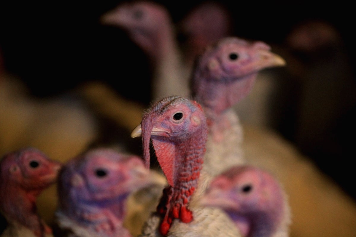 A person has died from the H5N5 bird flu strain. Here's what we know