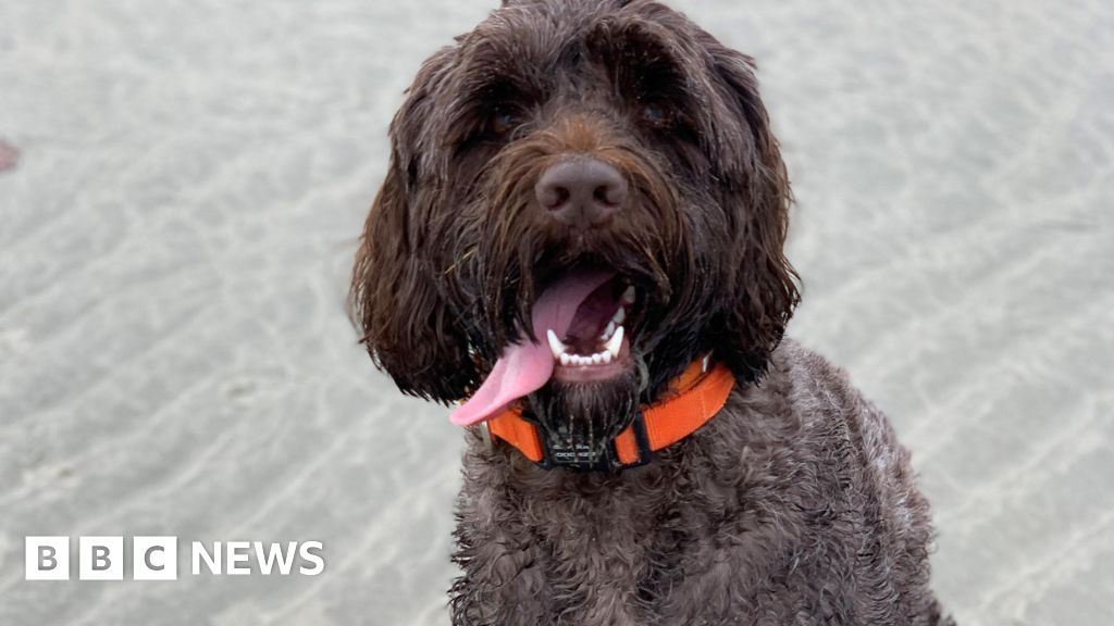 Hayling Island beach pollution warning after dog's death