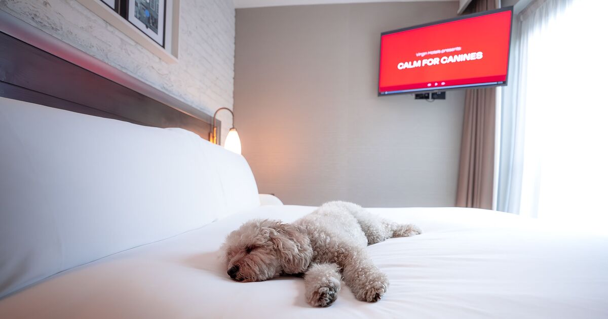 Hotel launches dog TV channel in preparation for 'dreaded' bonfire night