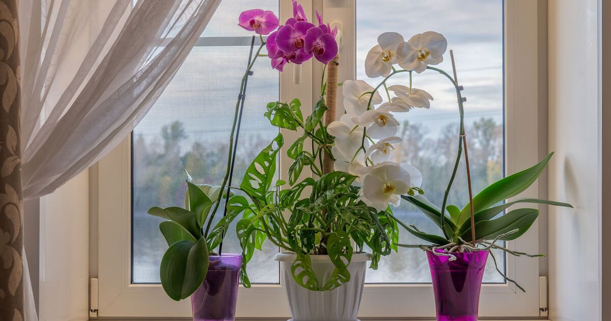 'Ideal' position for your orchids in winter to produce 'beautiful blooms'