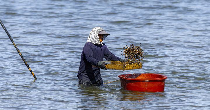 Four Korean Systems Certified as Globally Important Agricultural Heritage
