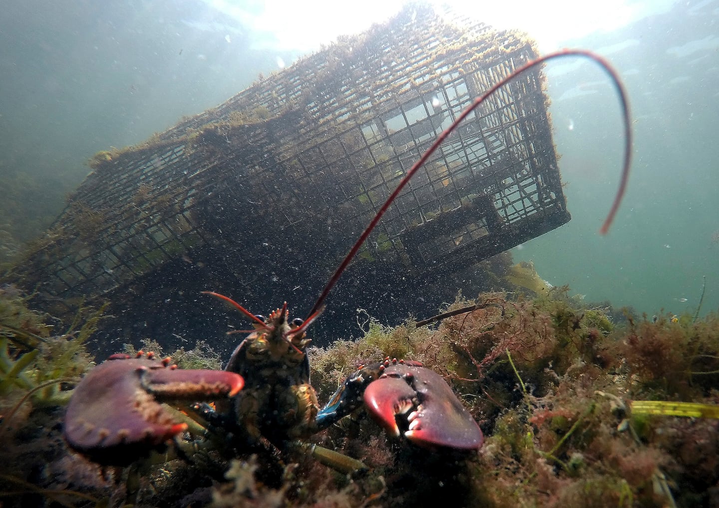 The lobsters are moving north - The Boston Globe