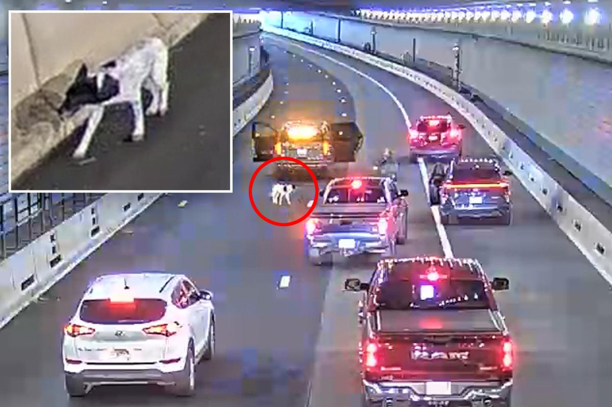Lost dog wanders into busy Boston tunnel during morning rush hour...