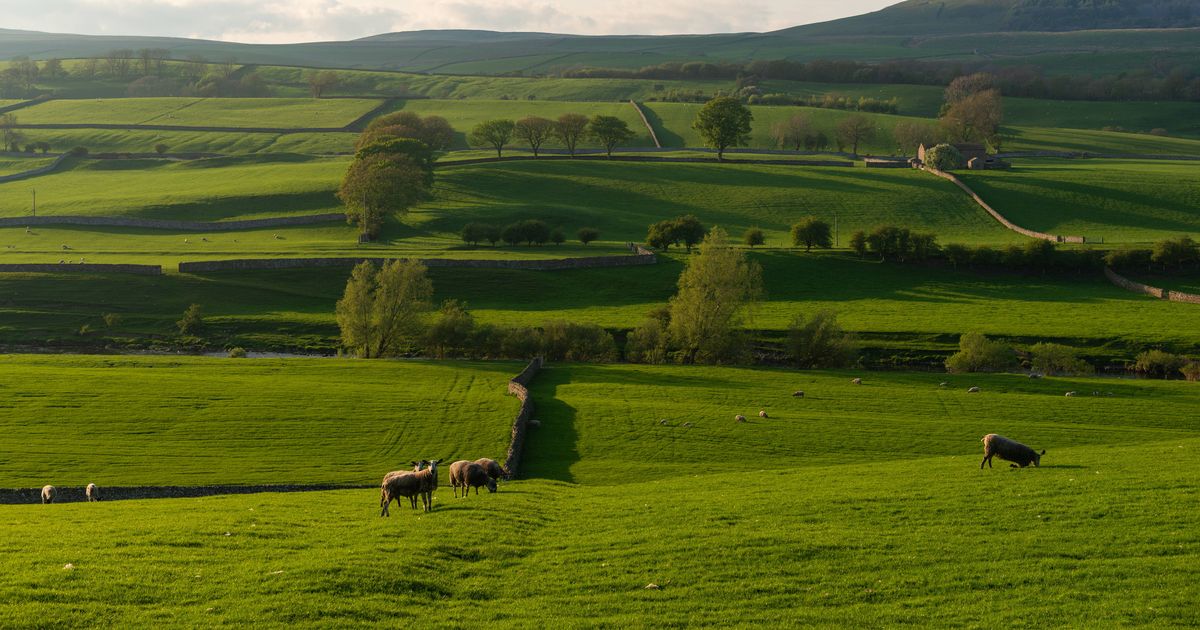 Woman's countryside walk turned from 'tragedy to triumph' - The Mirror