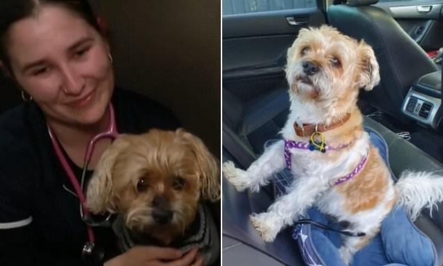 Missing dog reunited with his family after seven weeks in bushland