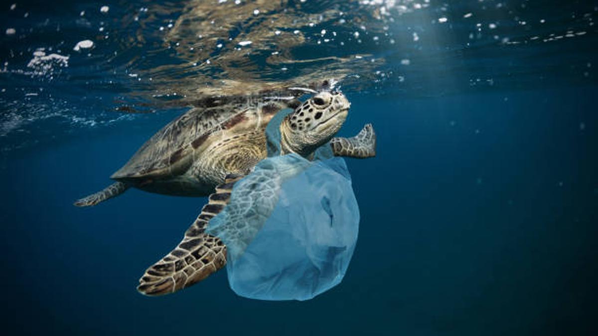 How much plastic is too much for marine birds, mammals, turtles?
