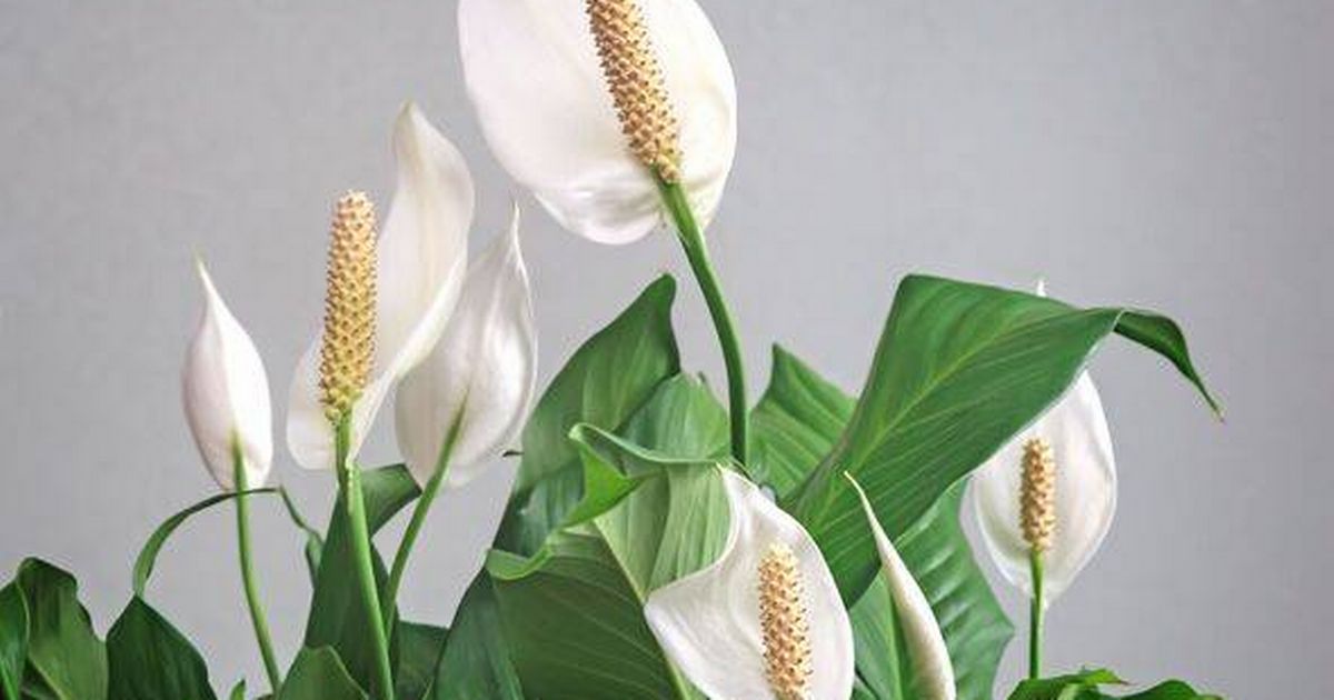 Peace lily that never flowered has 10 blooms when fed with 1 kitchen scrap - The Mirror