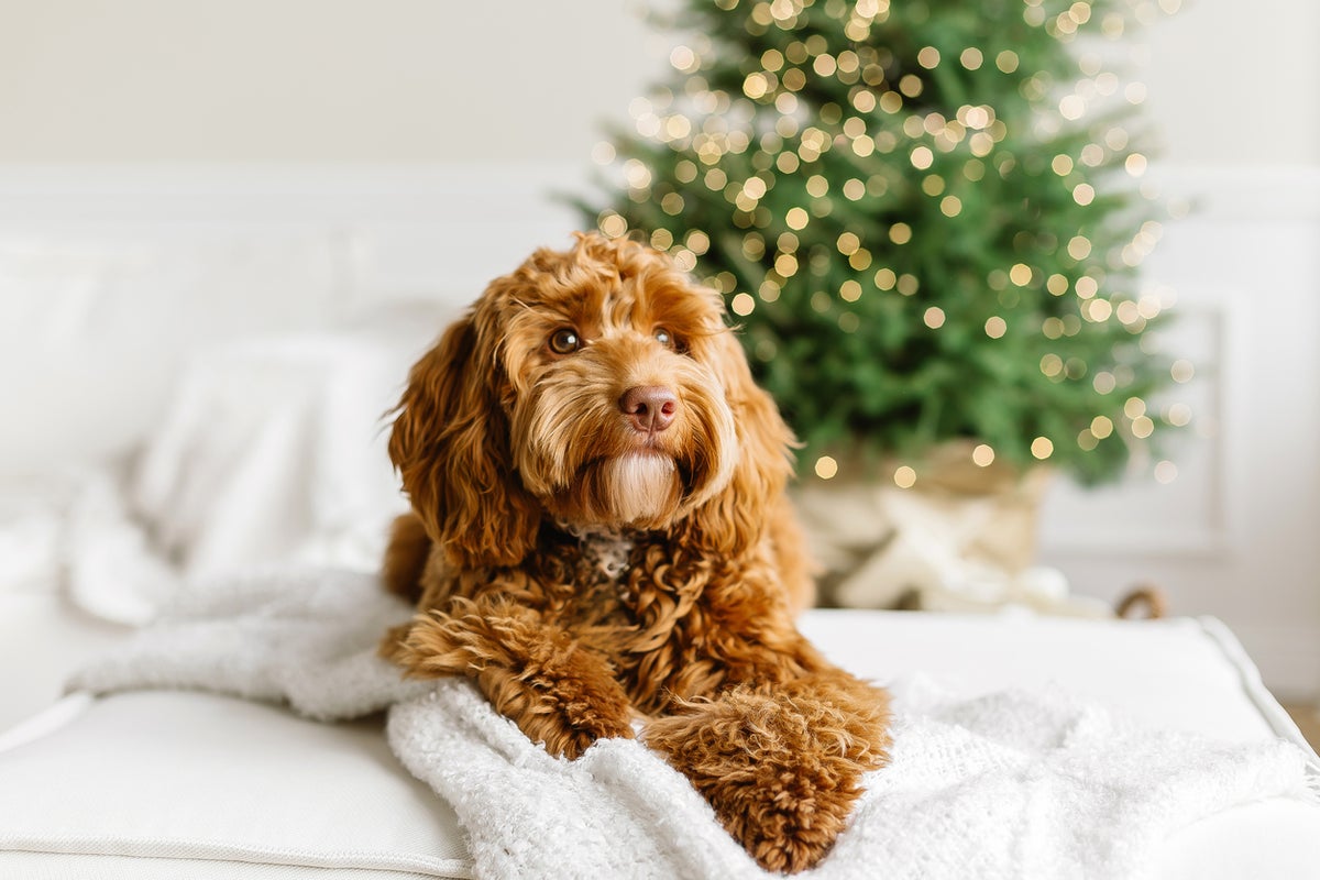 'Tis the season to be safe: Why pet insurance makes sense ahead of the holidays