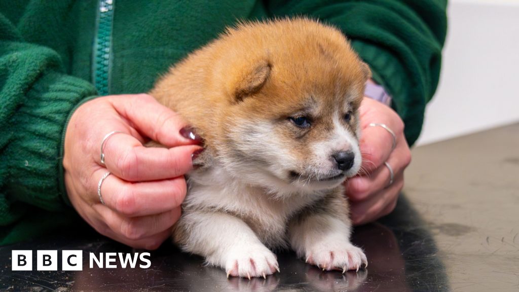 Peterborough puppies rescued after mum hides them in tree