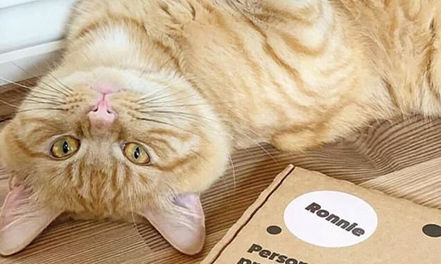 How to keep your pets flea-free this winter