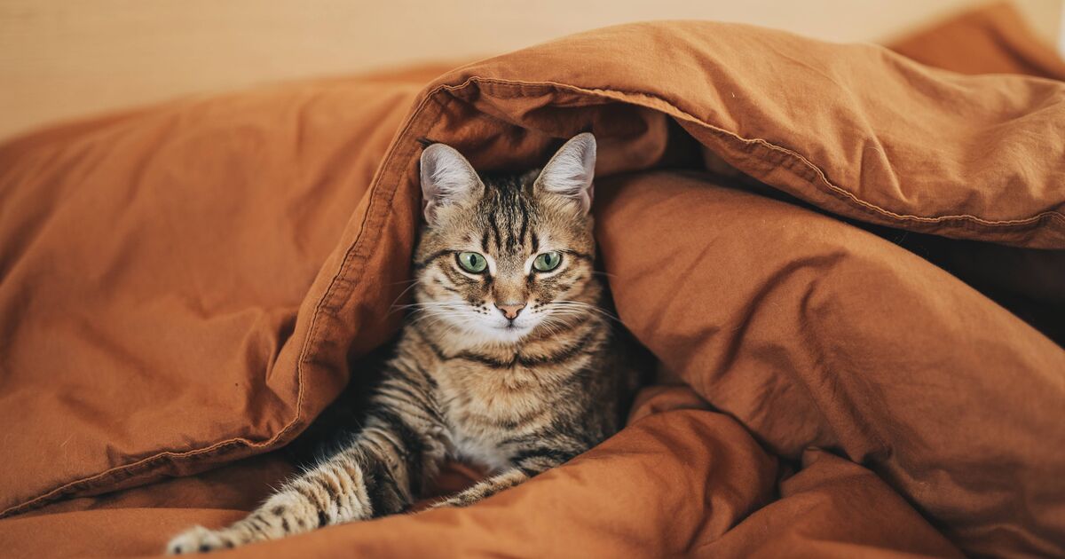 Vet explains wether you should let cat or dog sleep in your dog