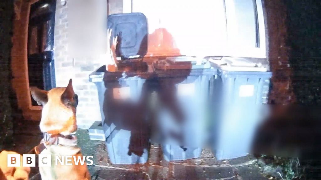 Watch the moment police dog finds suspect in wheelie bin