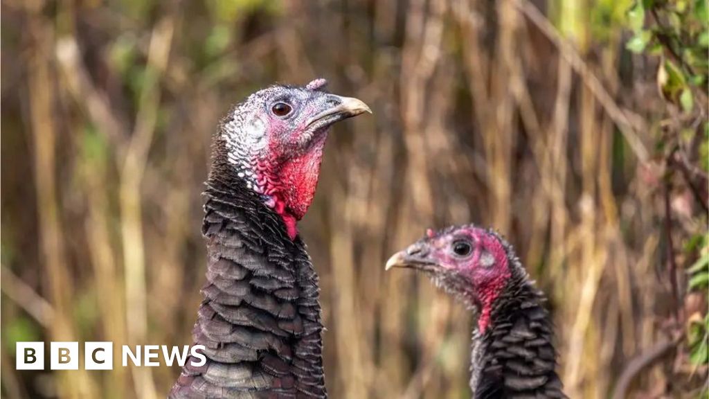 Poultry firm boss describes 'devastating' avian flu