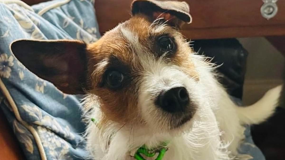 Queen's son battles '15-stone' dog to save his Jack Russell's life