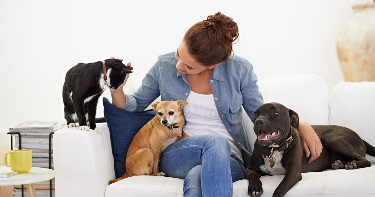 'I have multiple pets and my house doesn't smell, here's how I keep it clean' - The Mirror