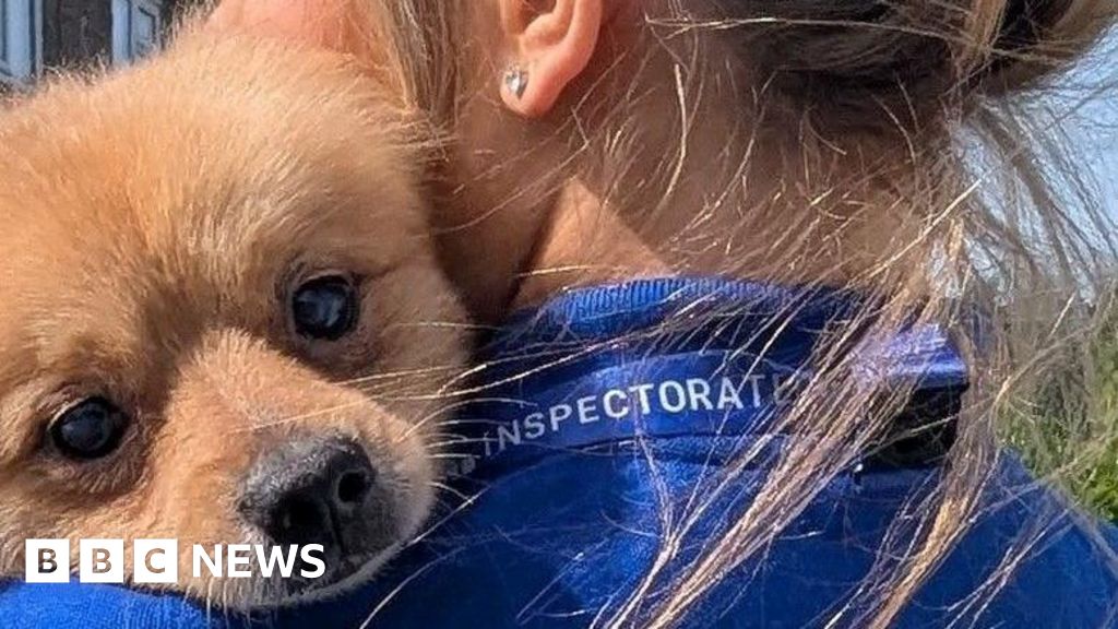 RSPCA issues advice after 80 dogs found in Bedfordshire home