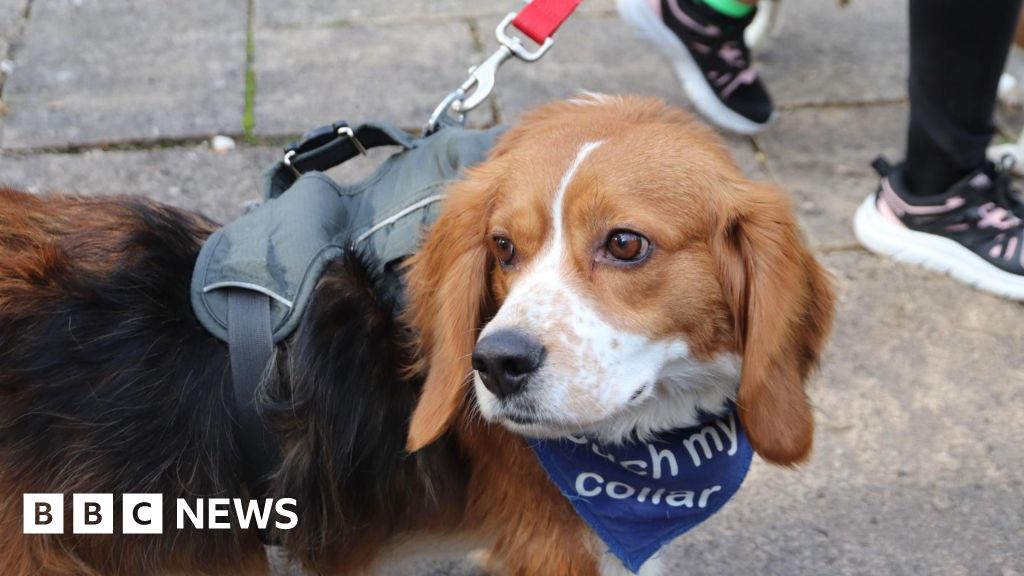Animal sanctuary at risk if Monkseaton Middle School shuts