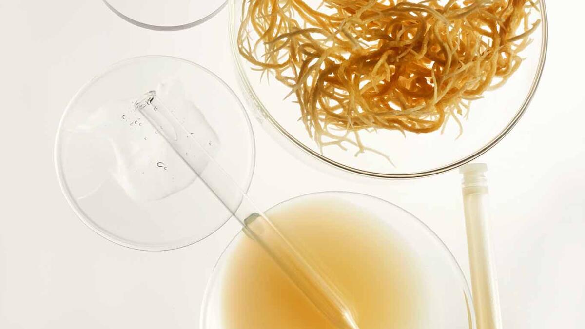 Is Sea Moss Really Good for You or Just Good Marketing?