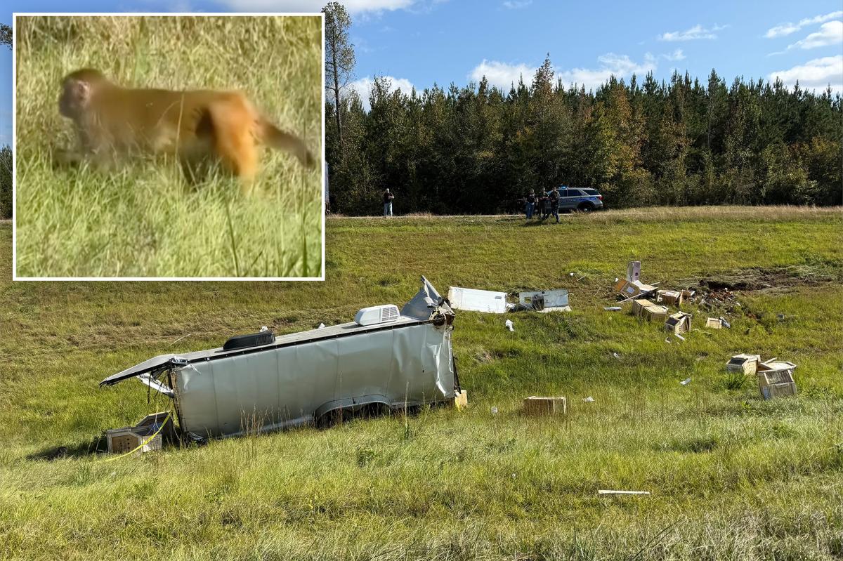 2nd monkey that escaped from overturned transport truck gunned down...