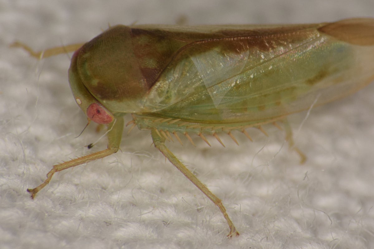 Genitals under the microscope: seven new species of frog-like insect discovered