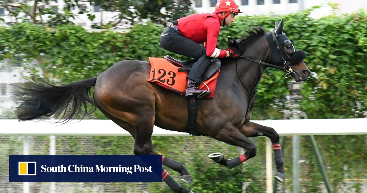 Group One placegetter makes Hong Kong debut at Sha Tin: 'He's a lovely horse'