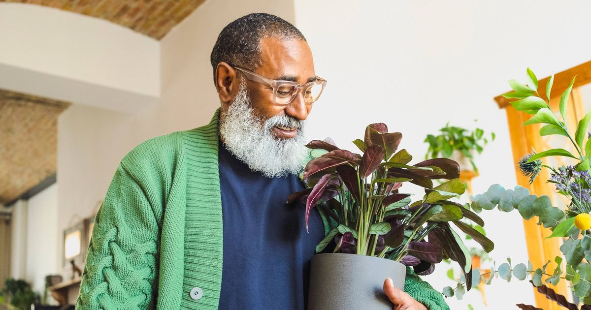 'Best thing' to stop heating killing houseplants with some 'particularly vulnerable' - The Mirror