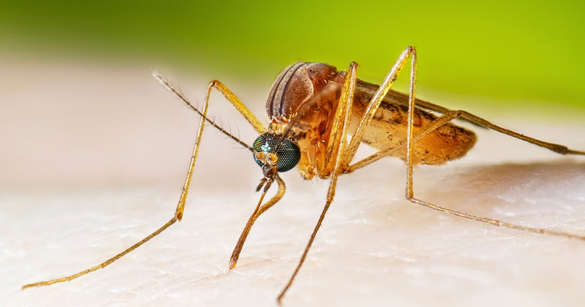 Denton County reports third human case of West Nile virus this year, officials say