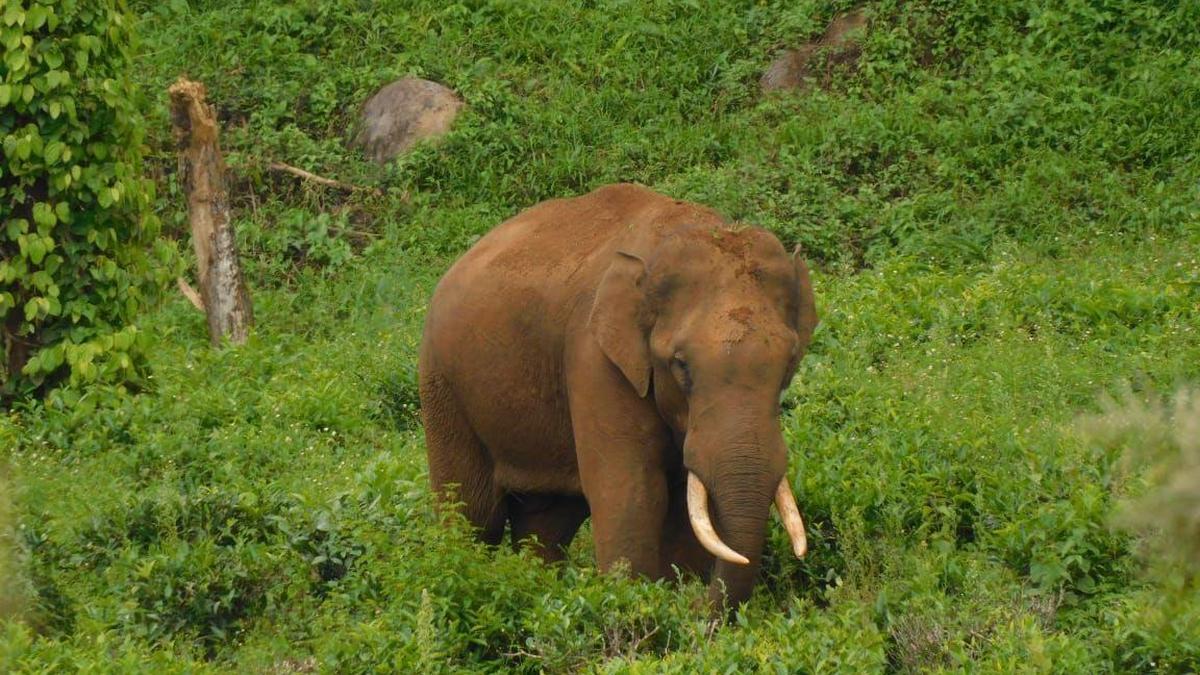 Translocated elephant 'Radhakrishnan' found dead in Tirunelveli's Kalakkad-Mundanthurai Tiger Reserve