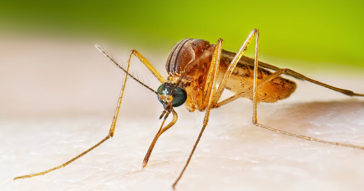Tropical House Mosquito Found Established in Jeju After 70 Years
