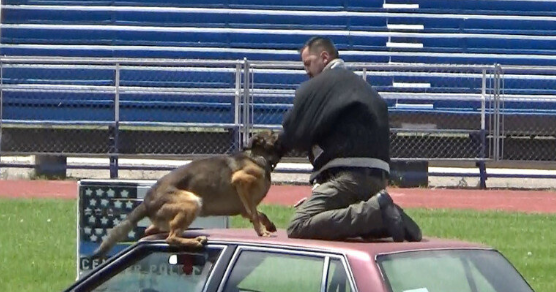 Twin Colorado K9 cops resign, theft charges apparently dropped