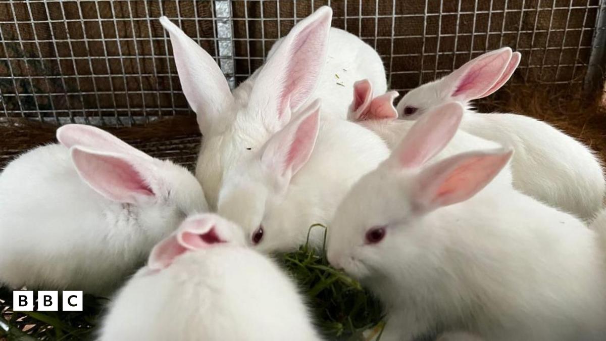 Animal experiments to be phased out in the UK, says government