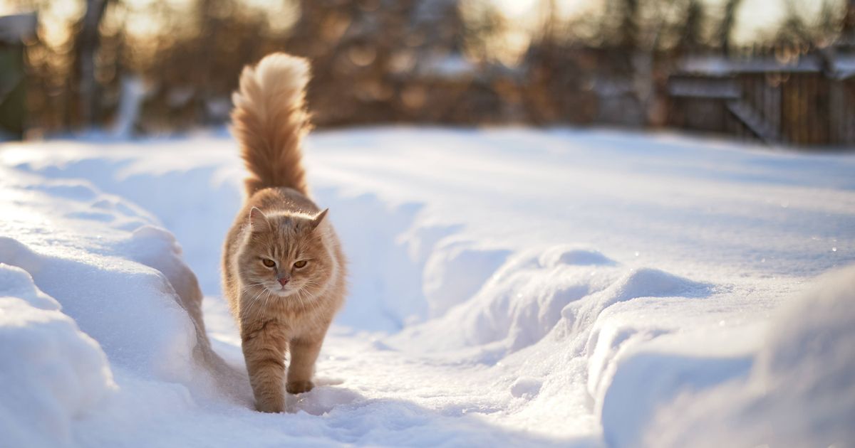 Vet's verdict on when it's too cold to let your cat go outside this winter - The Mirror