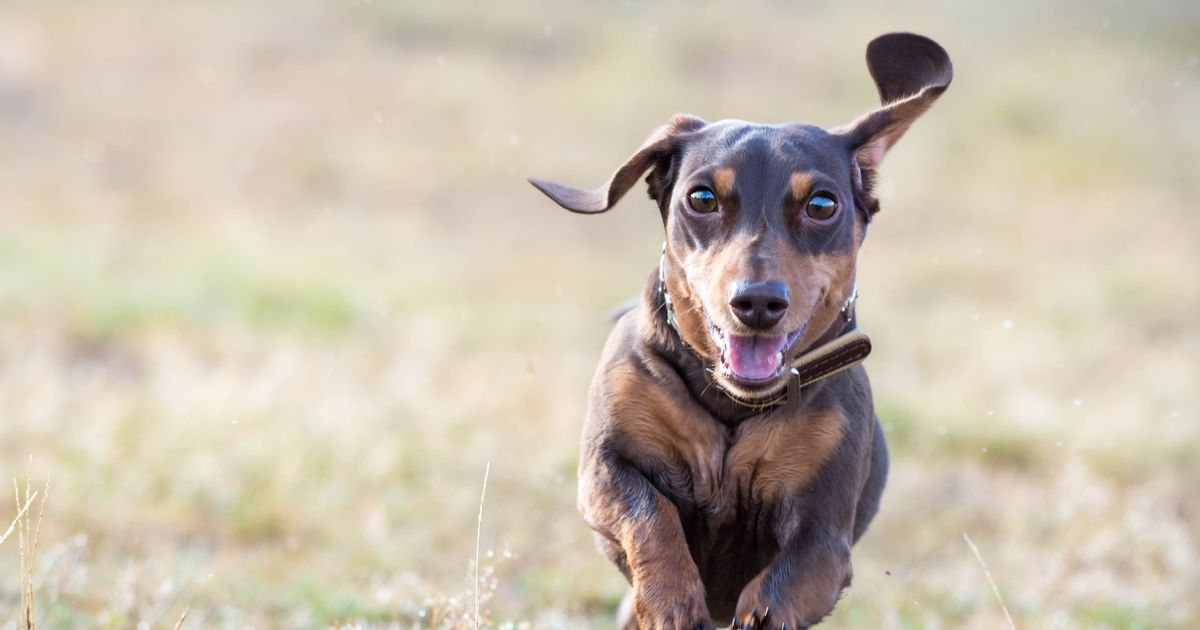 Woman buys mini dachshund puppy but can't believe what it grows into - The Mirror