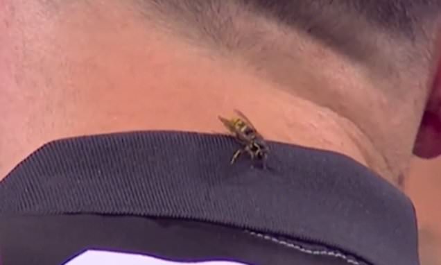 Ally Pally wasp causes HAVOC at World Championships
