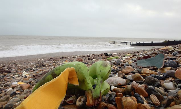 That's bananas! Moment 1000s of bunches of fruit wash up on UK beach