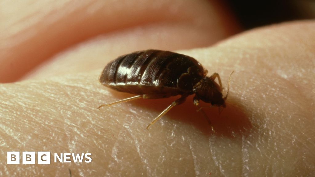 Bed bugs at Priory View in Dunstable cancels Christmas fete