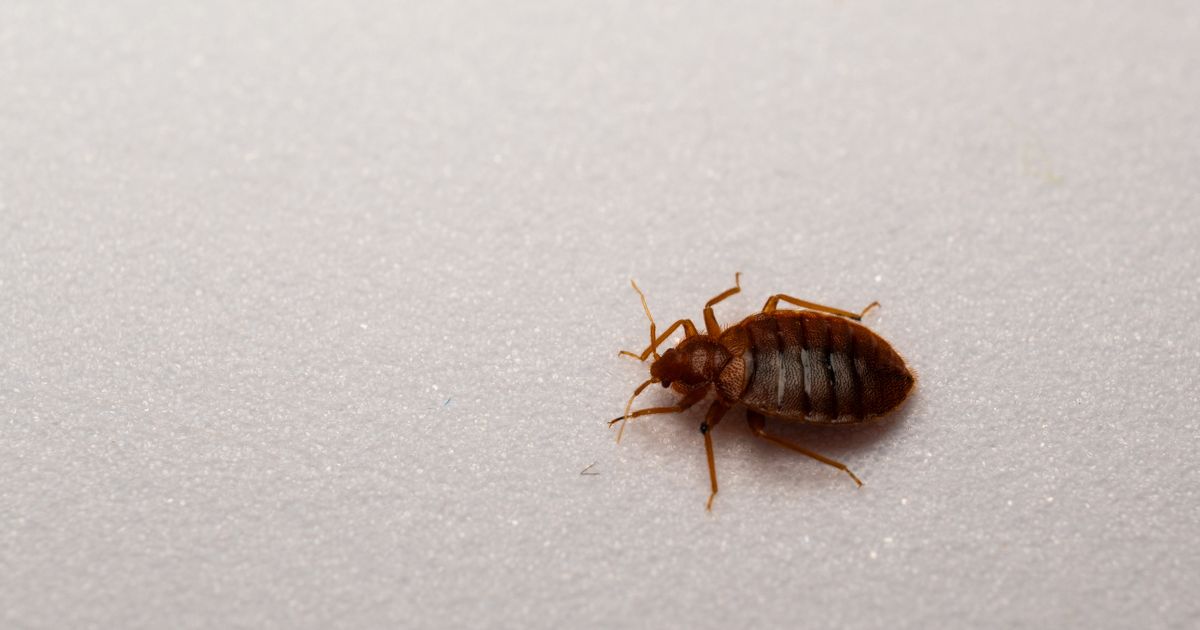 Brits given urgent warning as popular household item causes huge surge in bed bugs - Daily Star