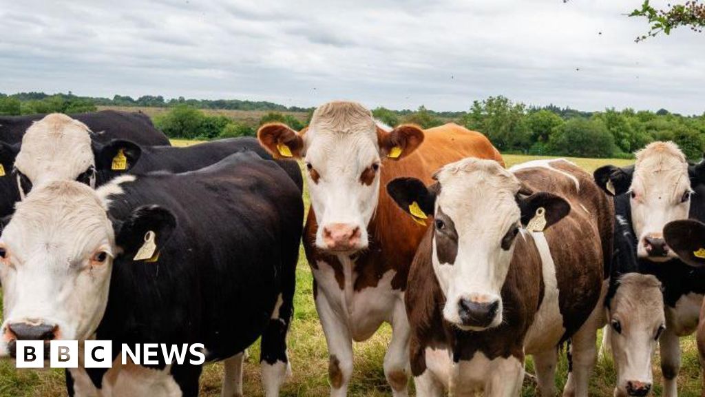 Bluetongue virus: Restriction relief for some farmers