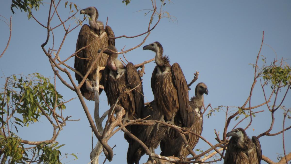 BNHS to release six critically endangered vultures in Assam after 15-year conservation effort