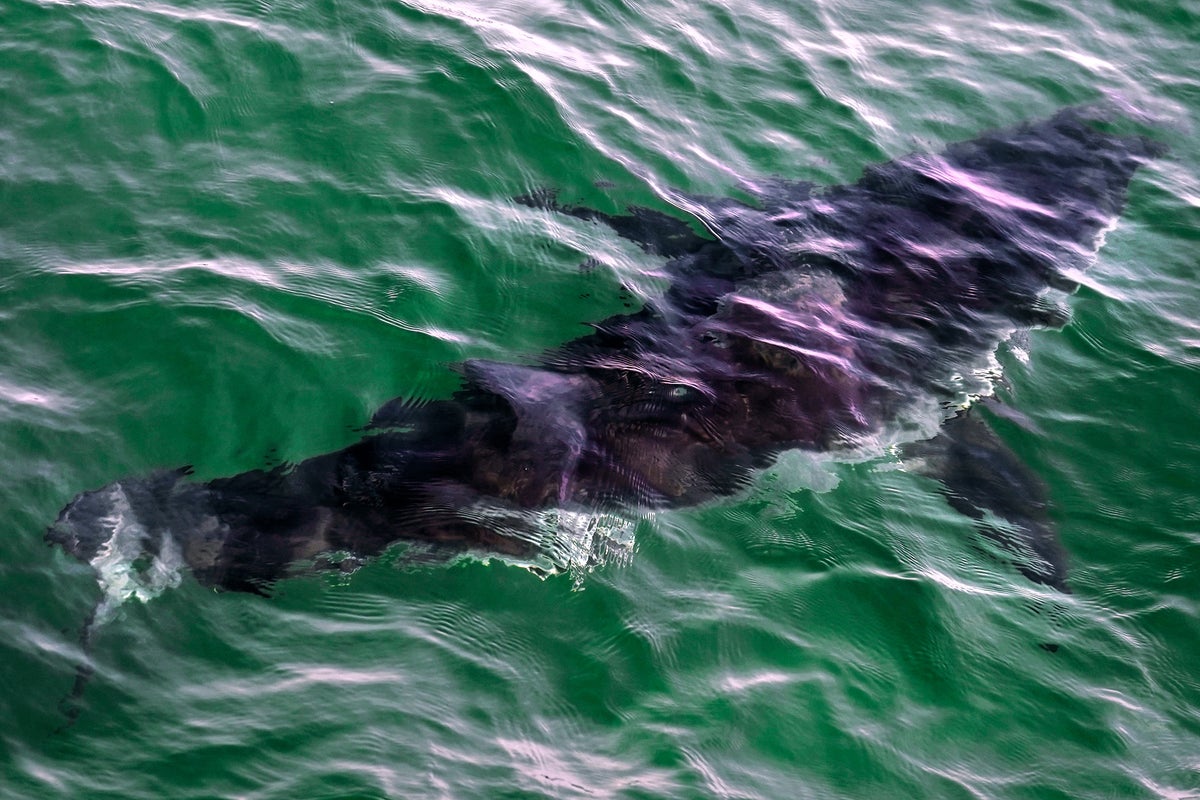 Body found near spot where a woman vanished in possible shark attack