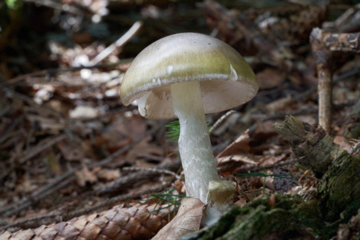 California officials warn against foraging wild mushrooms after deadly poisoning outbreak