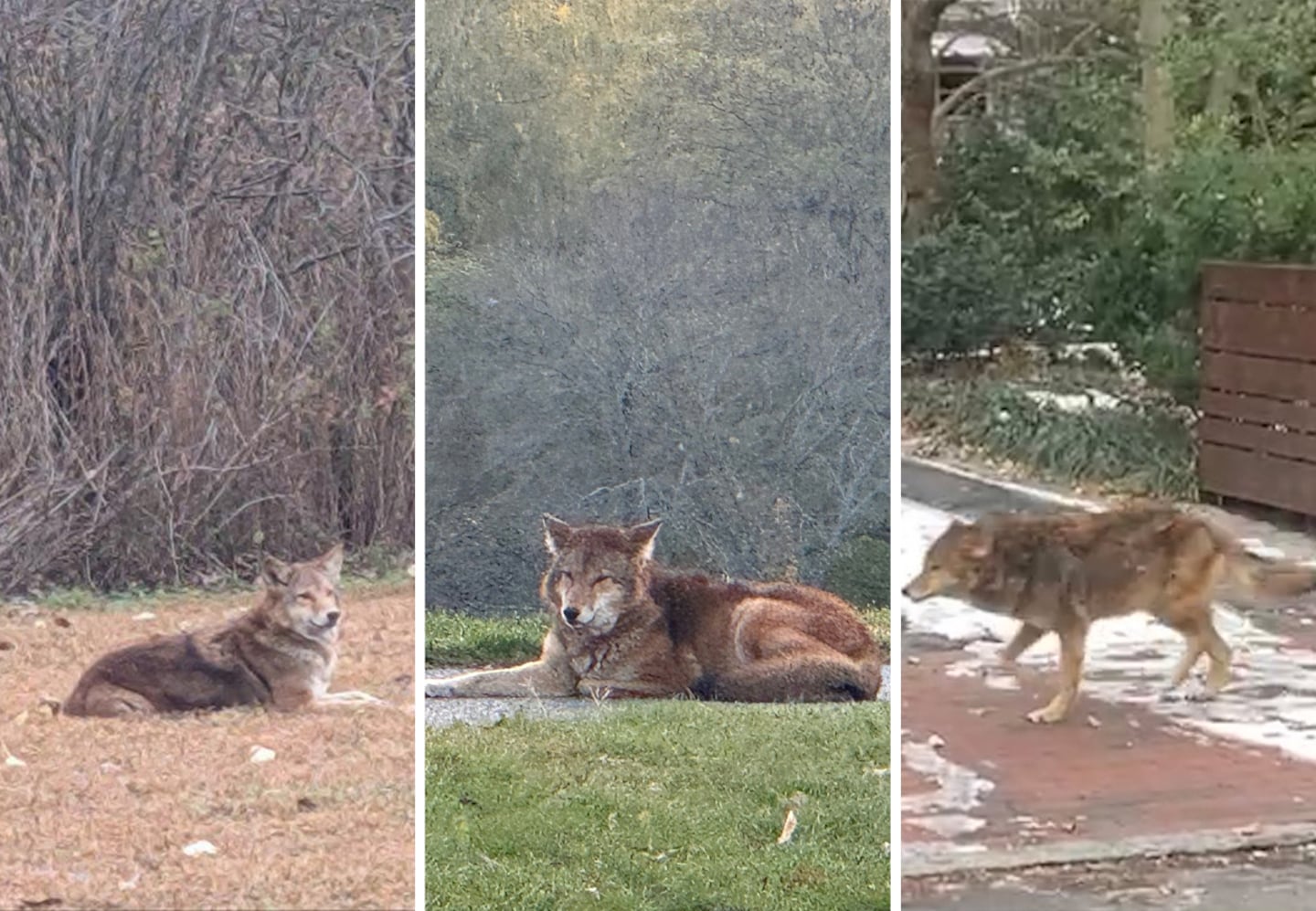 In Cambridge, coyotes are just another neighbor - The Boston Globe