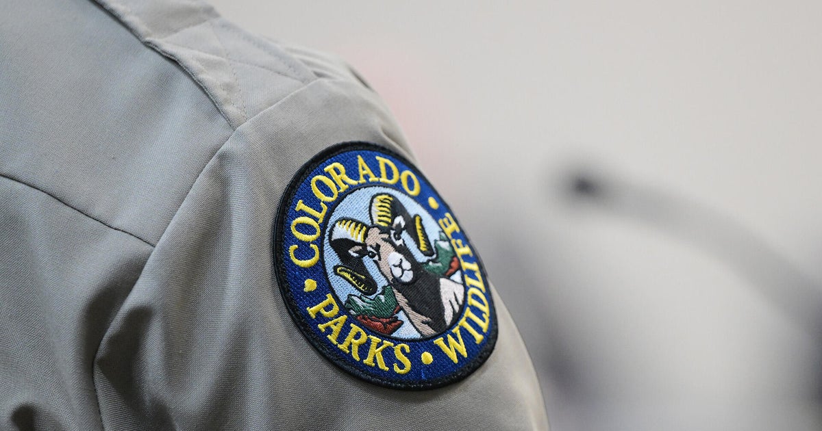 Colorado gray wolf recaptured, returned after crossing into New Mexico