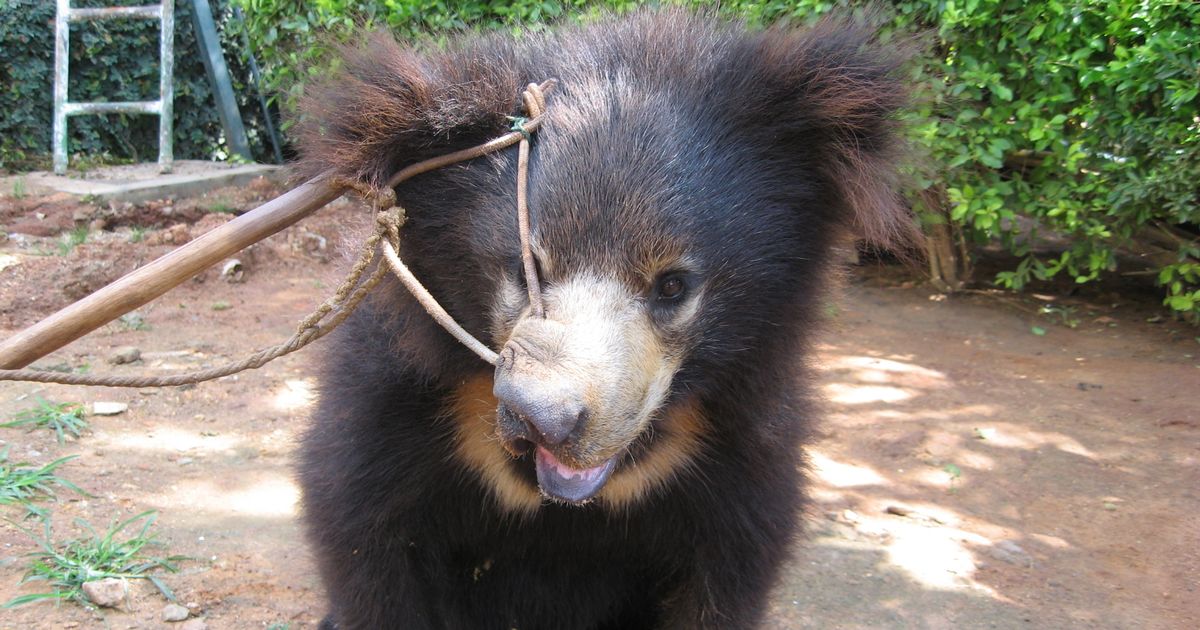 Horror life of dancing bears from murdered mums to smashed teeth and alcoholism - The Mirror