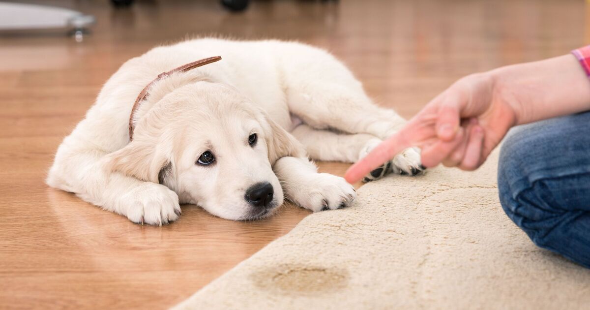 Dog trainer shares phrases you 'should never say to a puppy'